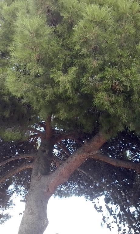 Huerta La Nina Arenas Orgiva Quarto foto